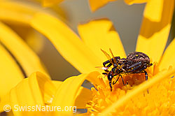 Braune Krabbenspinne (Xysticus cristatus) mit Beute auf Blüte (F169972)