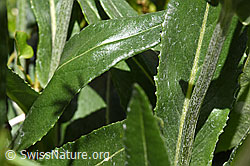F169978: Gemswurz-Greiskraut (Senecio doronicum)