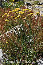 Gämswurz-Greiskraut (Senecio doronicum) (07.2020, F169979)