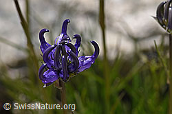 Halbkugelige Rapunzel (Phyteuma hemisphaericum) (07.2020, F169980)