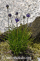 Halbkugelige Rapunzel (Phyteuma hemisphaericum) (07.2020, F169981)
