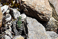 Gallischer Sandlaufkäfer (Cicindela gallica) (07.2020, F169985)
