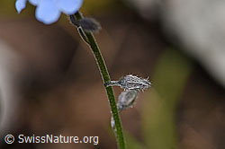 F169991: Sumpf-Vergissmeinnicht (Myosotis scorpioides)