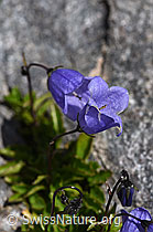 Niedliche Glockenblume (Campanula cochleariifolia) (07.2020, F169995)