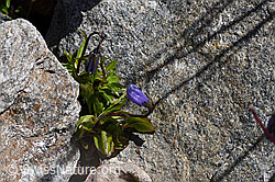 Niedliche Glockenblume (Campanula cochleariifolia) (07.2020, F169998)