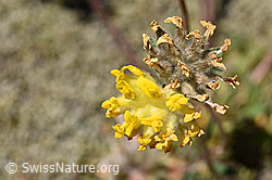 Alpen-Wundklee (Anthyllis vulneraria ssp. alpestris) (07.2020, F170000)