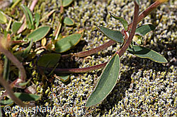 Alpen-Wundklee (Anthyllis vulneraria ssp. alpestris) (07.2020, F170002)