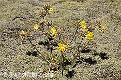 Alpen-Wundklee (Anthyllis vulneraria ssp. alpestris) (07.2020, F170004)