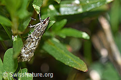 Kleinschmetterling an Pflanze (07.2020, F170010)