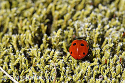 Siebenpunkt Marienkäfer (Coccinella septempunctata) (F170017)
