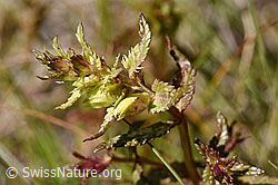 Schmalblättriger Klappertopf (Rhinanthus glacialis) (07.2020, F170023)