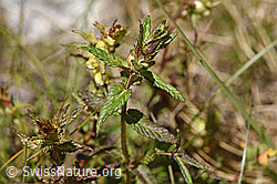Schmalblättriger Klappertopf (Rhinanthus glacialis) (07.2020, F170026)