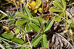 Glänzender Silbermantel (Alchemilla nitida) (F170030)