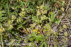 Glänzender Silbermantel (Alchemilla nitida) (F170031)