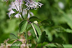 F170093: Akeleiblättrige Wiesenraute (Thalictrum aquilegiifolium)