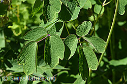 F170094: Akeleiblättrige Wiesenraute (Thalictrum aquilegiifolium)