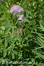 F170095: Akeleiblättrige Wiesenraute (Thalictrum aquilegiifolium)