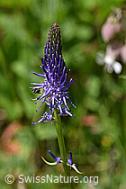 Betonienblättrige Rapunzel (Phyteuma betonicifolium) (F170096)