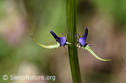 Betonienblättrige Rapunzel (Phyteuma betonicifolium) (F170097)