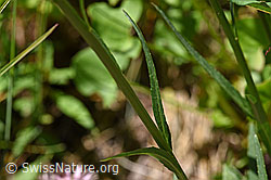 Betonienblättrige Rapunzel (Phyteuma betonicifolium) (F170099)