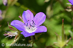 F170109: Wald-Storchschnabel (Geranium sylvaticum)