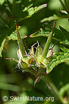 F170111: Wald-Storchschnabel (Geranium sylvaticum)
