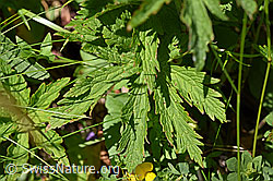 F170113: Wald-Storchschnabel (Geranium sylvaticum)