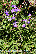 F170114: Wald-Storchschnabel (Geranium sylvaticum)