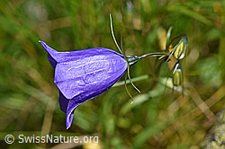 Scheuchzers Glockenblume (Campanula scheuchzeri) (F170115)