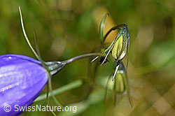 Scheuchzers Glockenblume (Campanula scheuchzeri) (F170116)