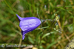 Scheuchzers Glockenblume (Campanula scheuchzeri) (F170118)