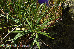 Scheuchzers Glockenblume (Campanula scheuchzeri) (F170119)
