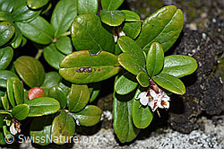 F170124: Preiselbeere (Vaccinium vitis-idaea)