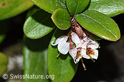 F170125: Preiselbeere (Vaccinium vitis-idaea)