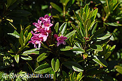 F170129: Rostblättrige Alpenrose (Rhododendron ferrugineum)