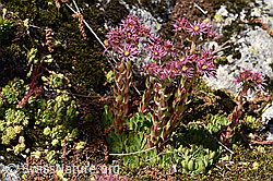 F170138: Berg-Hauswurz (Sempervivum montanum)