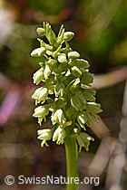 Weisszunge (Pseudorchis albida) (F170139)