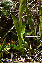 Weisszunge (Pseudorchis albida) (F170140)