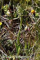 Weisszunge (Pseudorchis albida) (F170143)