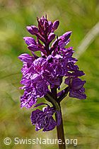 F170144: Geflecktes Knabenkraut (Dactylorhiza maculata)