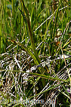 F170145: Geflecktes Knabenkraut (Dactylorhiza maculata)