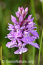 F170154: Geflecktes Knabenkraut (Dactylorhiza maculata)