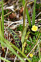 F170158: Geflecktes Knabenkraut (Dactylorhiza maculata)