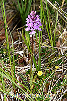 F170160: Geflecktes Knabenkraut (Dactylorhiza maculata)