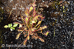 F170177: Langblättriger Sonnentau (Drosera anglica)
