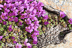 Gegenblättriger Steinbrech (Saxifraga oppositifolia). (F170293)
