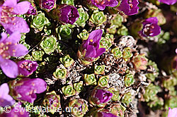 Gegenblättriger Steinbrech (Saxifraga oppositifolia) (07.2020, F170296)