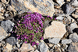 Gegenblättriger Steinbrech (Saxifraga oppositifolia) (07.2020, F170297)
