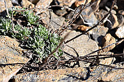 Echte Edelraute (Artemisia umbelliformis) (07.2020, F170298)