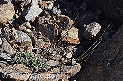 Echte Edelraute (Artemisia umbelliformis) (07.2020, F170302)